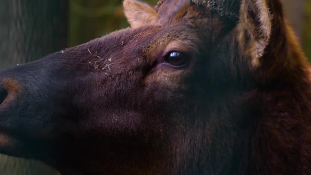 Geyik Wapiti Geyiğinin Ormanda Durduğu Yere Yakın — Stok video