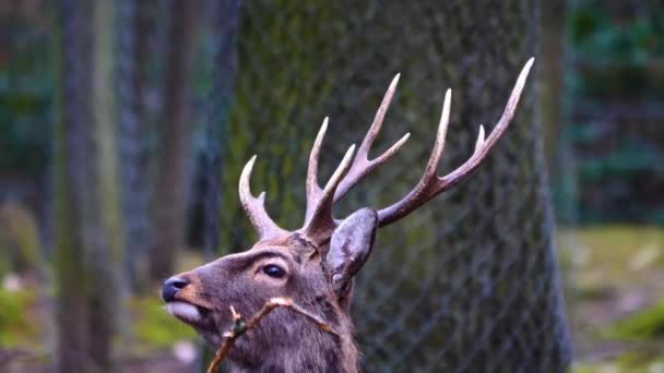 Close Van Sikaherten Het Bos — Stockvideo