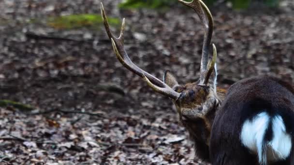 Primo Piano Del Cervo Sika Nella Foresta — Video Stock