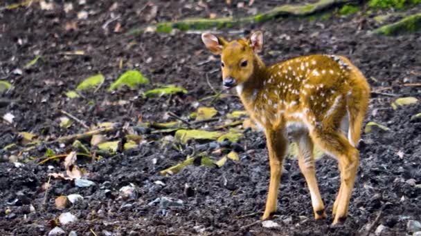 晴れた日に森の中の若いアクシス鹿の閉鎖 — ストック動画