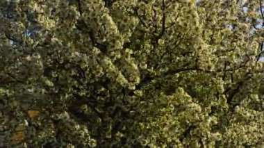 Çiçek açmış kiraz ağacını kapat