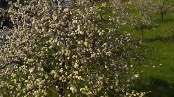 Närbild Körsbärsträd Full Blom — Stockvideo