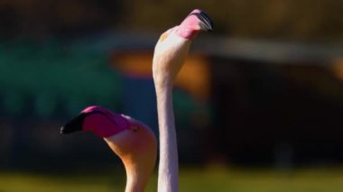 Kafalarını çeviren flamingoların yakınına.