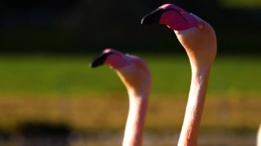 Kafalarını çeviren flamingoların yakınına.