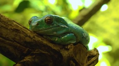  Sürüngene yaklaşın.