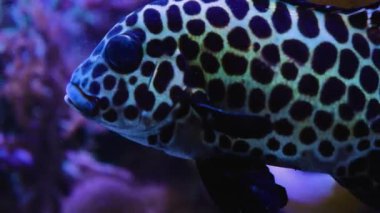 Suyun altındaki balıklara yaklaş