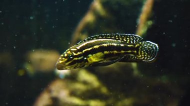 Suyun altındaki balıklara yaklaş