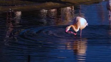 Hareket eden kuşların etrafını kapatın.