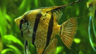 Suda yüzen melek balıklarına yaklaş