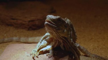  Sürüngene yaklaşın.