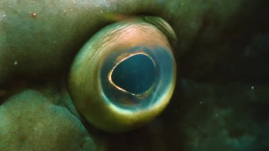 Suyun altında yüzen balıklara yakın.