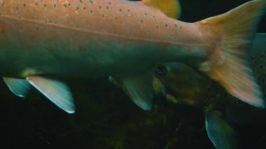 Suyun altındaki balıklara yaklaş