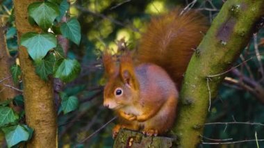 Squirrel 'in etrafını kolaçan et. 