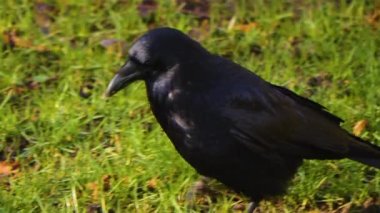 Hareket eden kuşların etrafını kapatın.