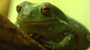  Sürüngene yaklaşın.