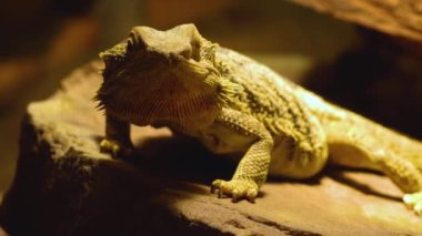  Sürüngene yaklaşın.