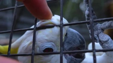 Hareket eden kuşların etrafını kapatın.