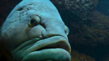 Suyun altındaki balıklara yaklaş