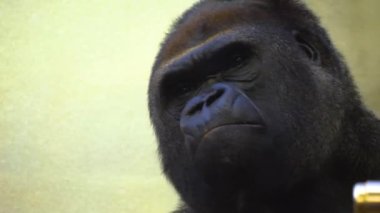 maymun yakın çekim