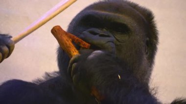 maymun yakın çekim