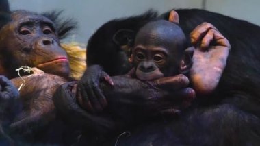 maymun yakın çekim