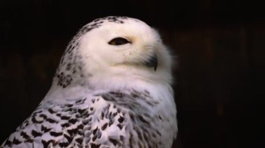 baykuş yakın çekim