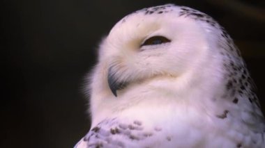 baykuş yakın çekim