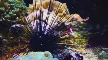 Yengeci suyun altında kapatın. 