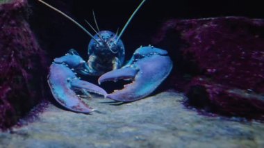 Yengeci suyun altında kapatın. 