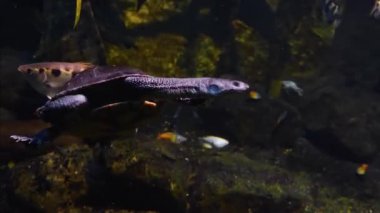 Hareket eden sürüngenlerin etrafını sarın.