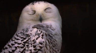 baykuş yakın çekim