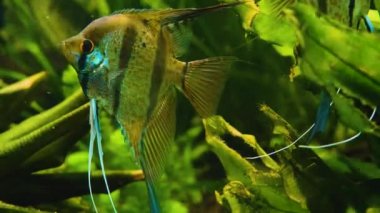 Suyun altındaki balıklara yaklaş