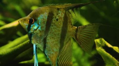 Suyun altındaki balıklara yaklaş