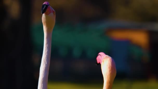 Närbild Flamingos Vända Sina Huvuden — Stockvideo