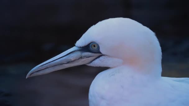 Close Gannet Head Water Looking — стоковое видео