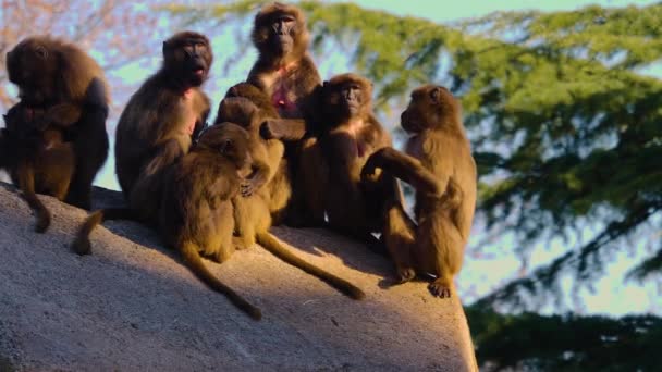 Großaufnahme Von Blutenden Herzaffen Die Auf Einem Felsen Sitzen — Stockvideo