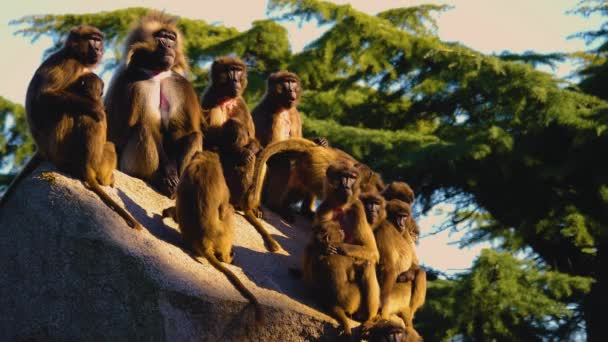 Close Bleeding Heart Monkeys Sitting Rock — Stockvideo