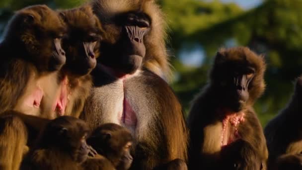 Közelről Vérző Szívű Majmok Ülnek Egy Sziklán — Stock videók