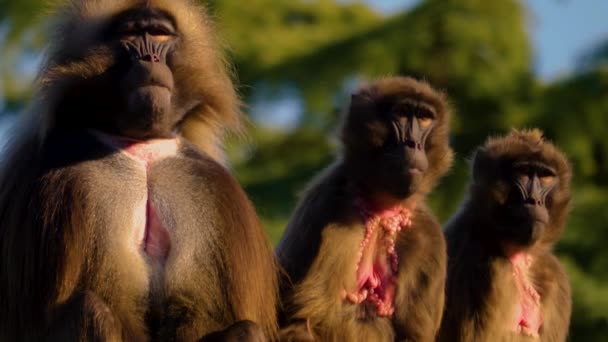 Gros Plan Singes Cardiaques Saignants Assis Sur Rocher — Video