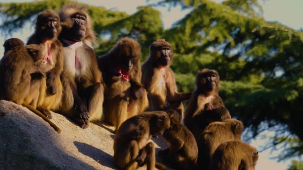 Közelről Vérző Szívű Majmok Ülnek Egy Sziklán — Stock videók