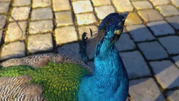 Närbild Fågel Flyttar Runt — Stockvideo