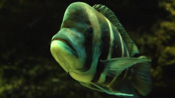 Nahaufnahme Von Fischen Unter Wasser — Stockvideo