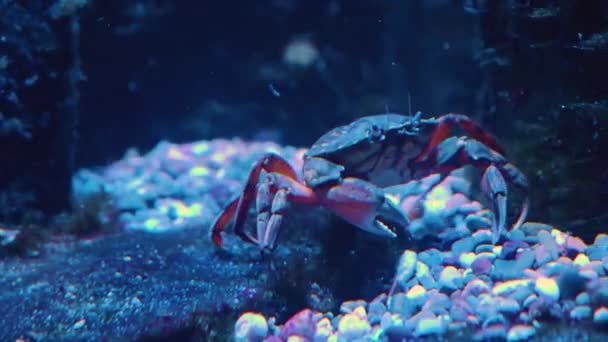 Close Crab Underwater — стоковое видео