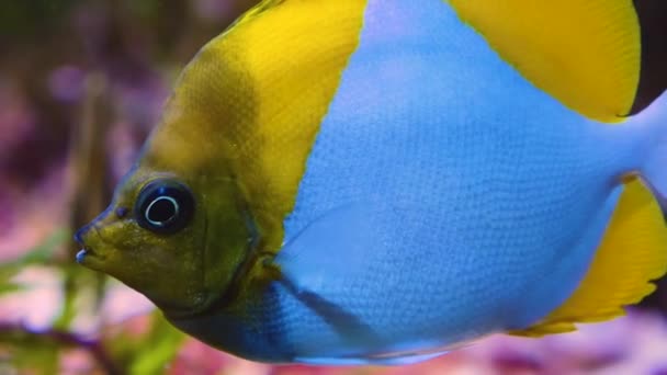 Gros Plan Des Poissons Sous Marins — Video