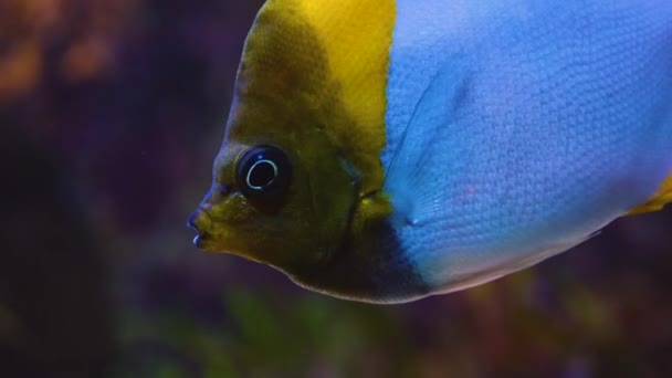 Suyun Altındaki Balıklara Yaklaş — Stok video