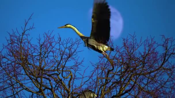 苍鹭在树上筑巢 月亮在身后 — 图库视频影像