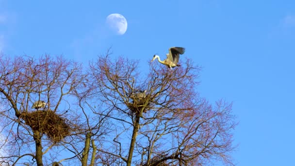 Gros Plan Des Hérons Nichant Dans Les Arbres Avec Lune — Video