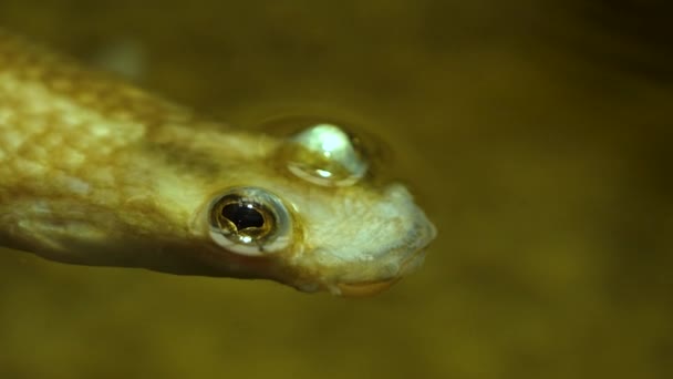 Primer Plano Los Peces Bajo Agua — Vídeos de Stock