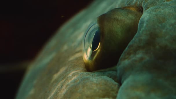 Крупним Планом Риби Під Водою — стокове відео