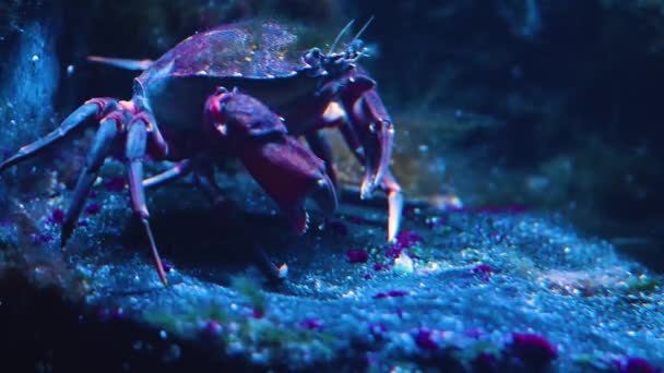 Close Crab Underwater — Stock Video